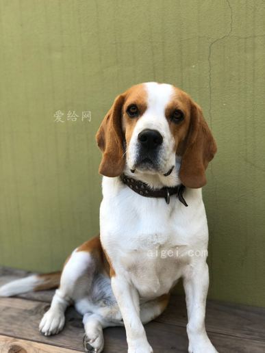 成年白色和多色比格犬(adult white and multi-colored beagle)