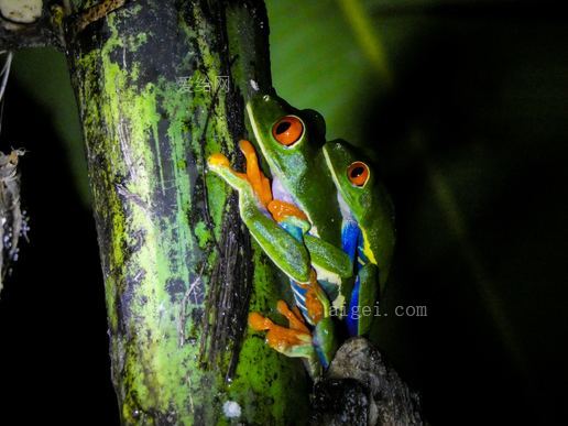 两只红眼树蛙(two red-eyed tree frog)