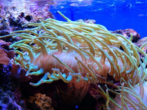 海葵, 水族館, 獼猴桃, 睡蓮(sea anemones, aquarium, actiniaria