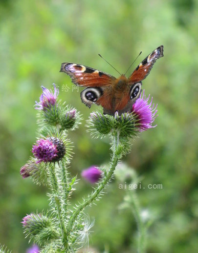 孔雀蝶(peacock butterfly)