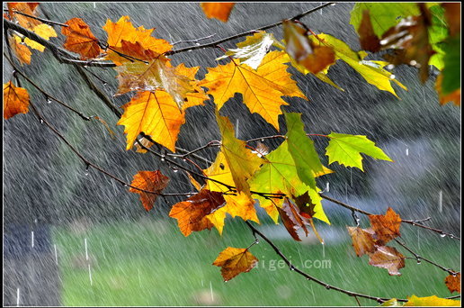 秋天的雨图片大全