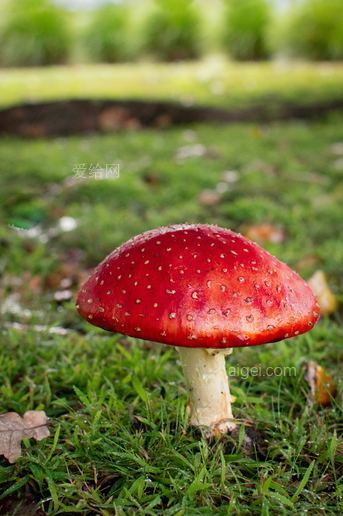 紅蘑菇(red mushroom)