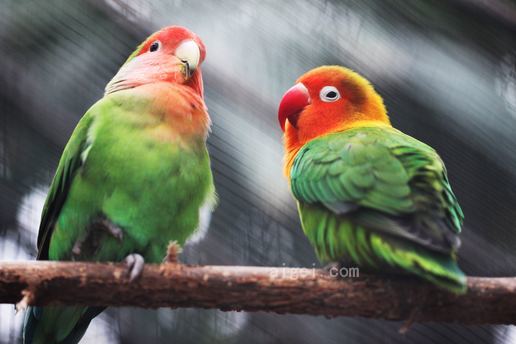 两只鹦鹉(two parakeets)