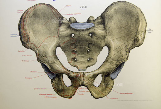 男性骨盆(male pelvis)