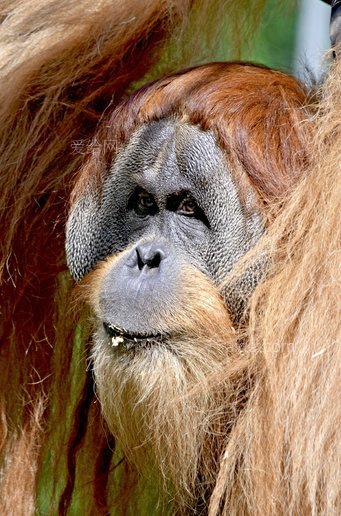 猩猩猴猿人猿(orang-utan-monkey-ape-man-ape)