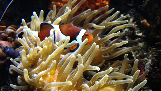 小丑魚在他的海葵(clown fish in his sea anemone)