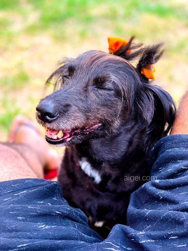 短毛黑狗(short-coat black dog on human leg)