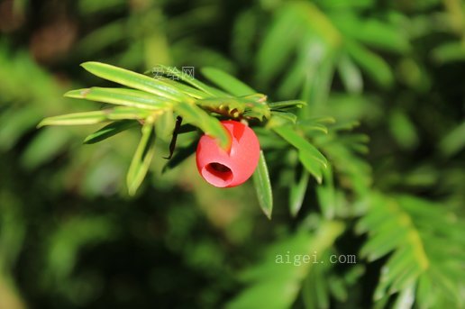 紫杉 绿色 针叶树 针形分支 针(yew green conifer needle