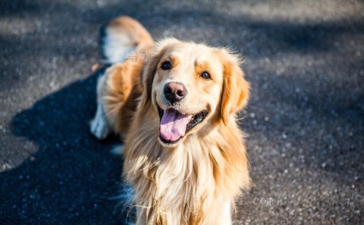 金毛獵犬, 狗, 寵物, 金色的, 可愛的, 教育部(golden retriever, dog