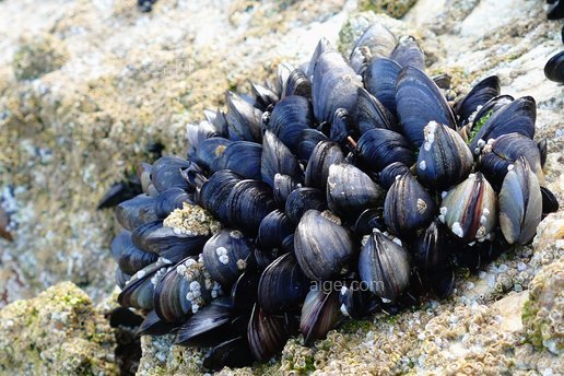 贝类贻贝帽贝海鲜(shellfish-mussels-limpets-seafood)