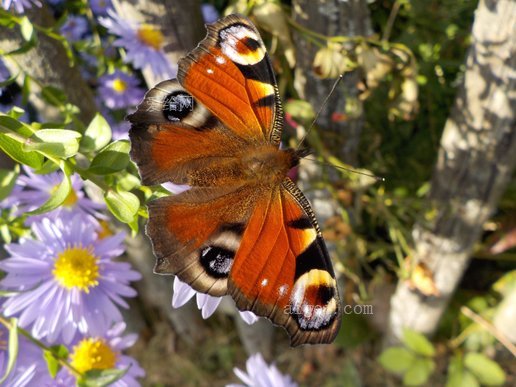 孔雀蝶, 蝴蝶, 昆蟲, 關閉(peacock butterfly, butterfly, insect