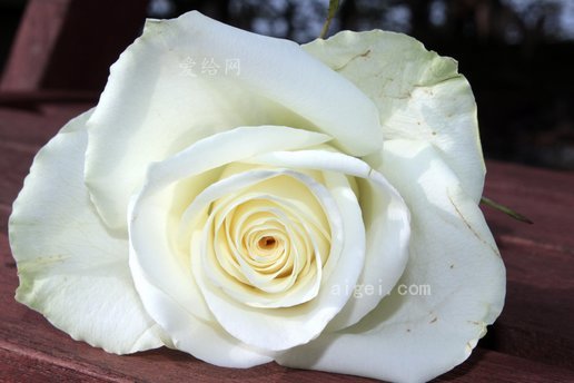 玫瑰白玫瑰花(rose-white-rose-flower-blossom)