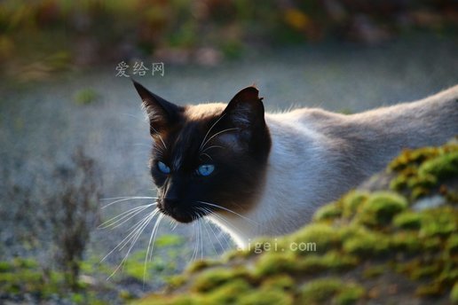 貓暹羅貓種貓科(cat-siamese-cat-breed-cat-felidae)