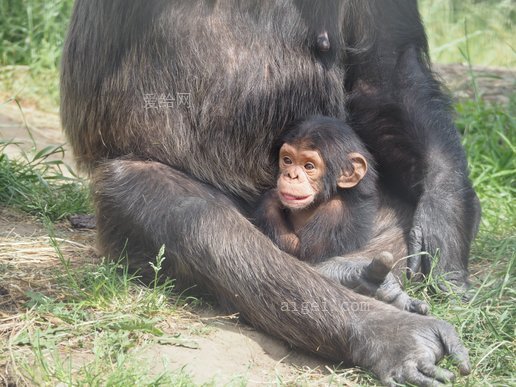 黑猩猩 婴儿 猴子 母亲 保护(chimpanzee baby monkey mother