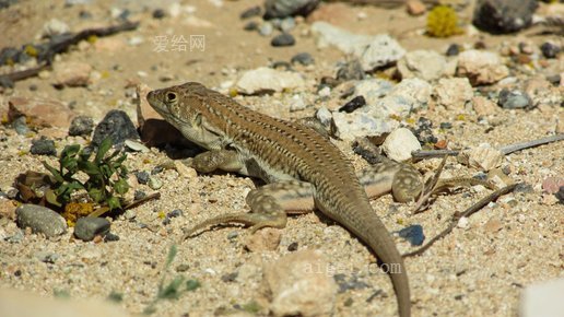 石棘蜥蜴(lizard-acanthodactylus-schreiberi)