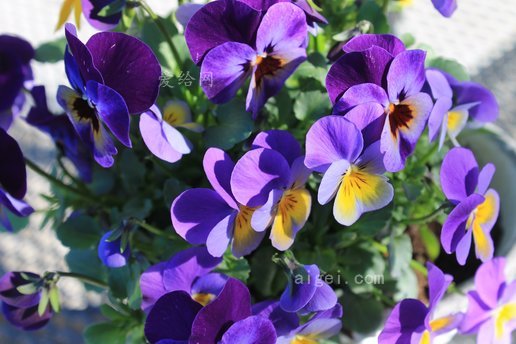 三色紫羅蘭紫色花朵春天(pansy-violet-purple-flowers-spring)