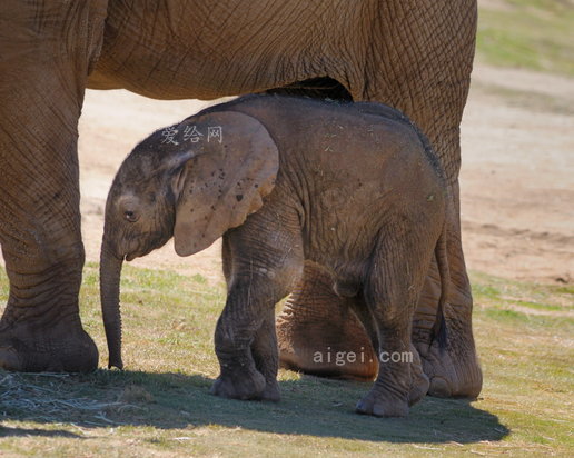 非洲象1 在埃斯康迪多野生動物公園和媽媽一起的周寶寶-025 3-18-09