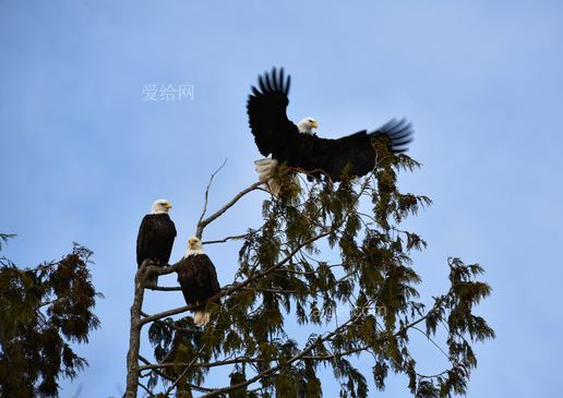 秃鹰栖息在树上(bald eagle perched on tree)