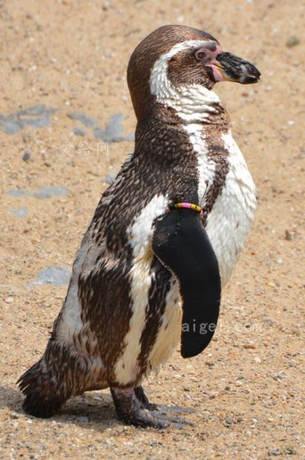 企鹅 动物 洪氏环企鹅 海鸟(penguin animal humboldt penguin