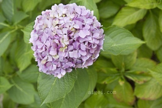 花, 花的, 開花, 花, 布魯姆(hydrangeaceae, lilac, floral, blossom