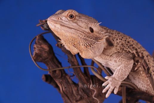 棕色软木树皮上有胡须的龙(bearded dragon on top of brown cork