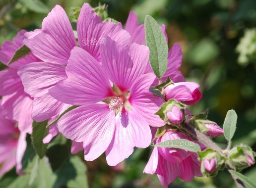 花 特写镜头 淡紫色 木槿(mallow flower close-up mauve