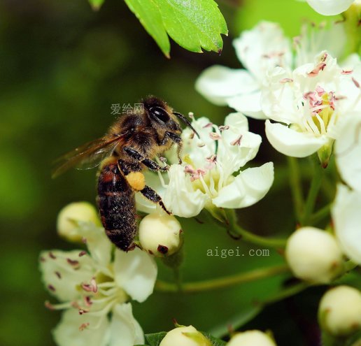 蘋果花, 蘋果樹, 蜜蜂, 宏, 授粉(apple blossom, apple tree, bee