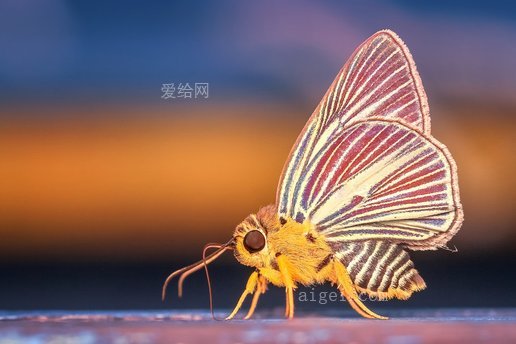 變形蝴蝶蟲宏(morph-butterfly-insect-macro)