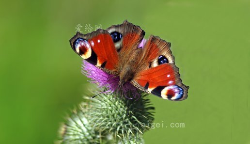 孔雀蝶(peacock-butterfly-edelfalter)