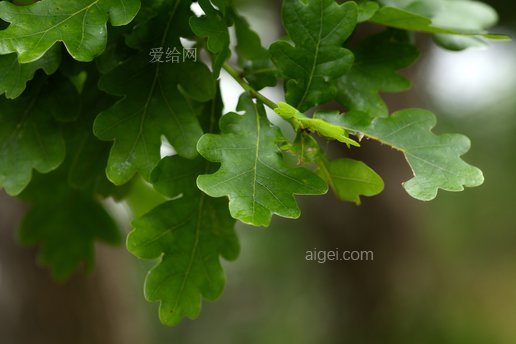 橡树叶秋波绿(oak-leaves-autumn-bokeh-green)