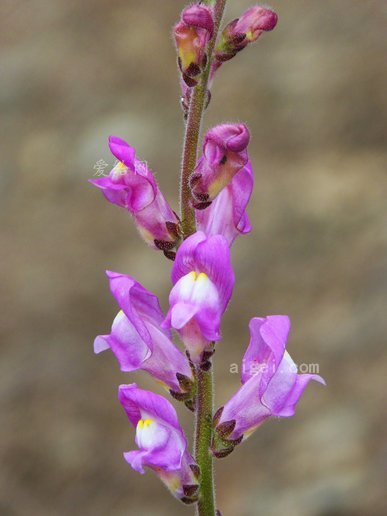 金魚草(antirrhinum-majus-snapdragon)