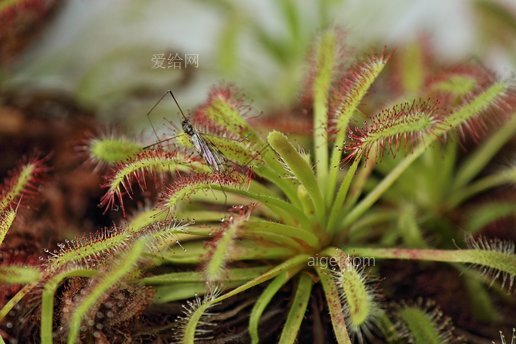 毛毡苔 抓住 蚊子 昆虫 植物 自然(sundew caught mosquito