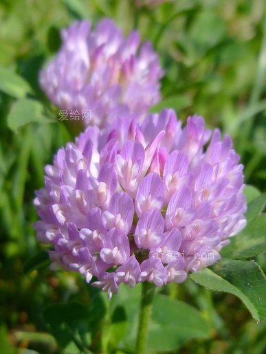 苜蓿 花 紫色 春天 五月 阳光 宏(clover flower purple