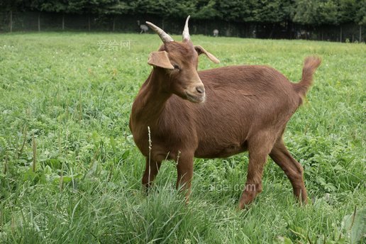 山羊, 動物, 農場, 哺乳動物, 家養山羊, 自然(goat, animal, farm