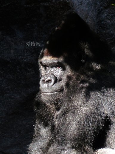 猴子 视图 严峻的 猿 黑色 哺乳动物 动物(gorilla monkey