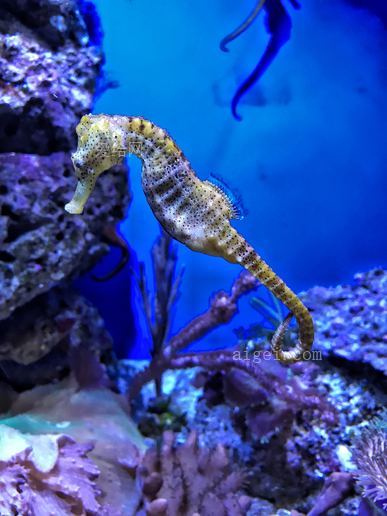 黄海马特写摄影(closeup photography of yellow seahorse)