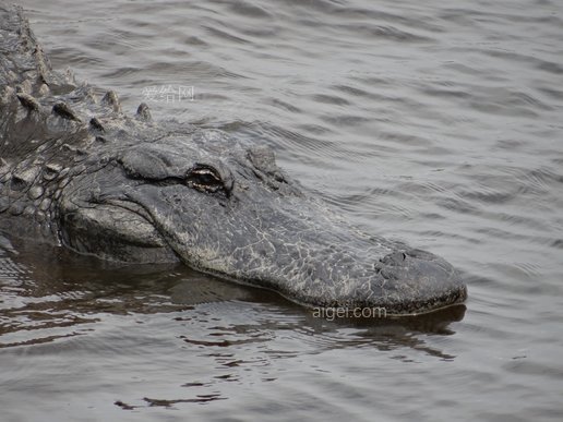 佛羅里達鱷魚野生動物(alligator-gator-wildlife-florida)