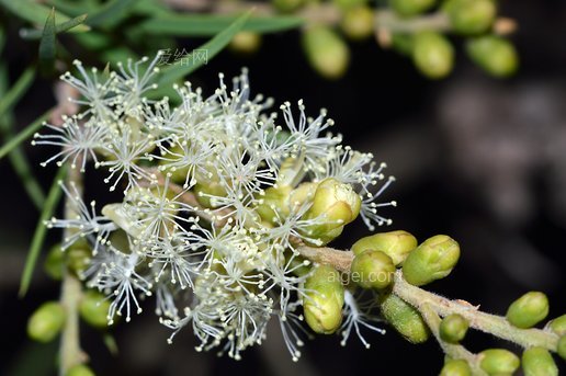 白千層(melaleuca-squarrosa-white-nature)