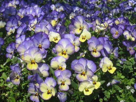 三色紫羅蘭紫黃色(pansy-sumire-purple-yellow)