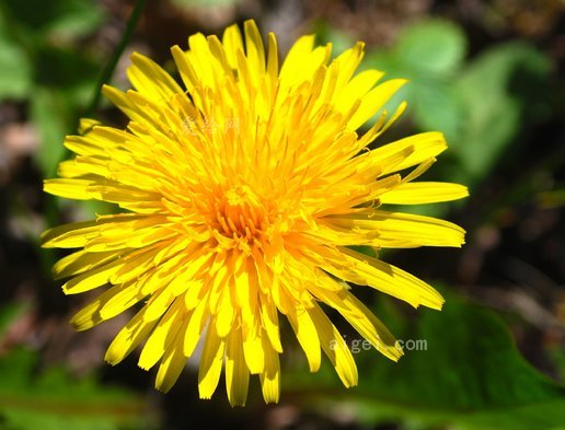 黃色的, 蒲公英, 雜草, 花, 春天, 夏天(yellow, dandelion, weeds