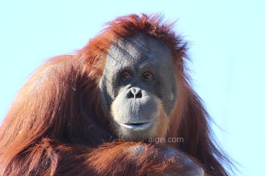 猴子(orangutan ape nature orang utan primate monkey)