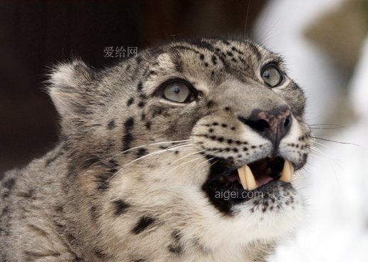 雪豹 肖像 面对 头 咆哮 牙齿(snow leopard portrait face