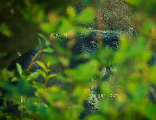 大猩猩猴子动物世界动物园(gorilla-monkey-animal-world-zoo)