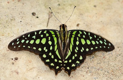 绿孔雀石蝴蝶 绿色(green malachite butterfly green)