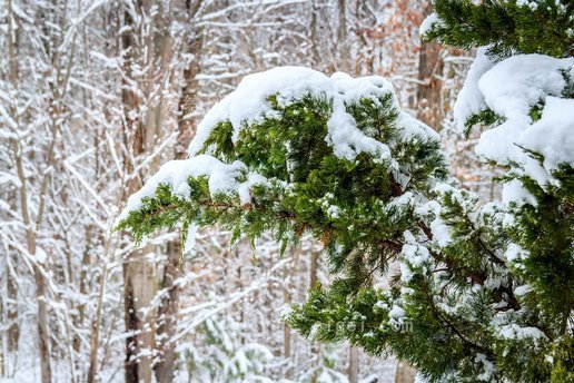 冬天, 紅雪松, 下雪, 杜松樹(winter, red cedar, snowing, juniper