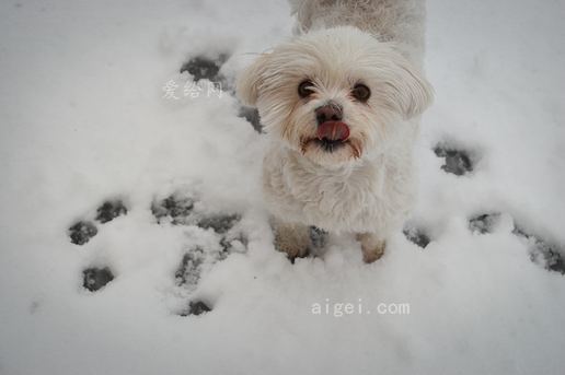 雪地上的白色長毛狗(white long coat dog on the snow)