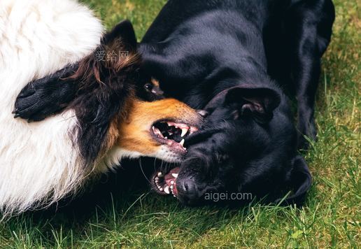 两只狗在草地上打架(two dogs fighting on grass)