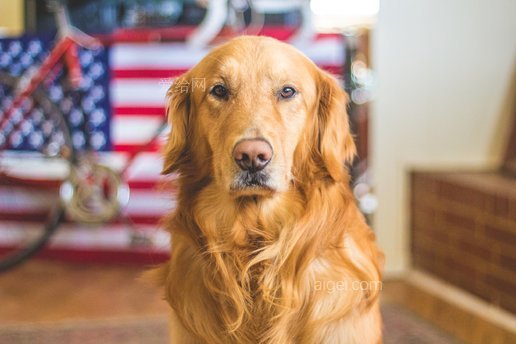 狗 金毛猎犬 犬齿 宠物 动物 国内的(dog golden retriever