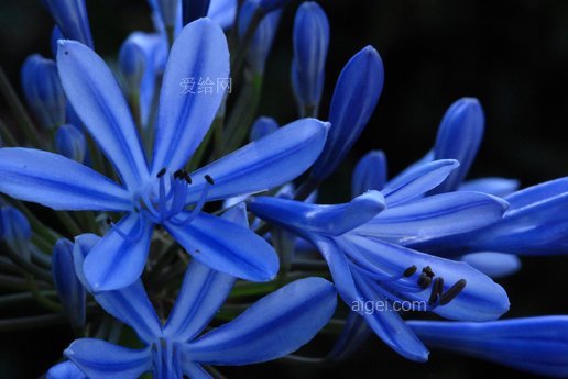 花蓝色天然龙舌兰(flower-blue-nature-agapanthus)