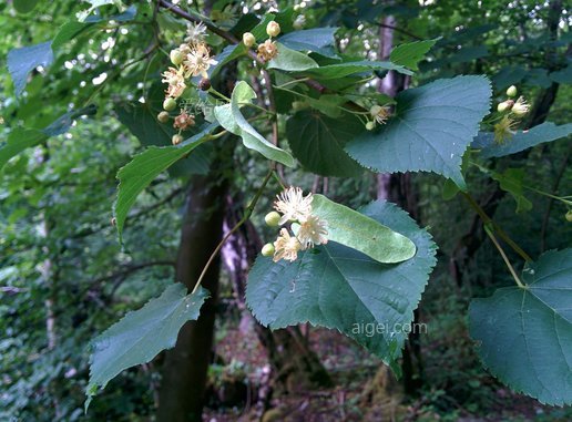 椴樹, 石灰花, 開花, 草藥, 樹(linden, lime flower, blossom